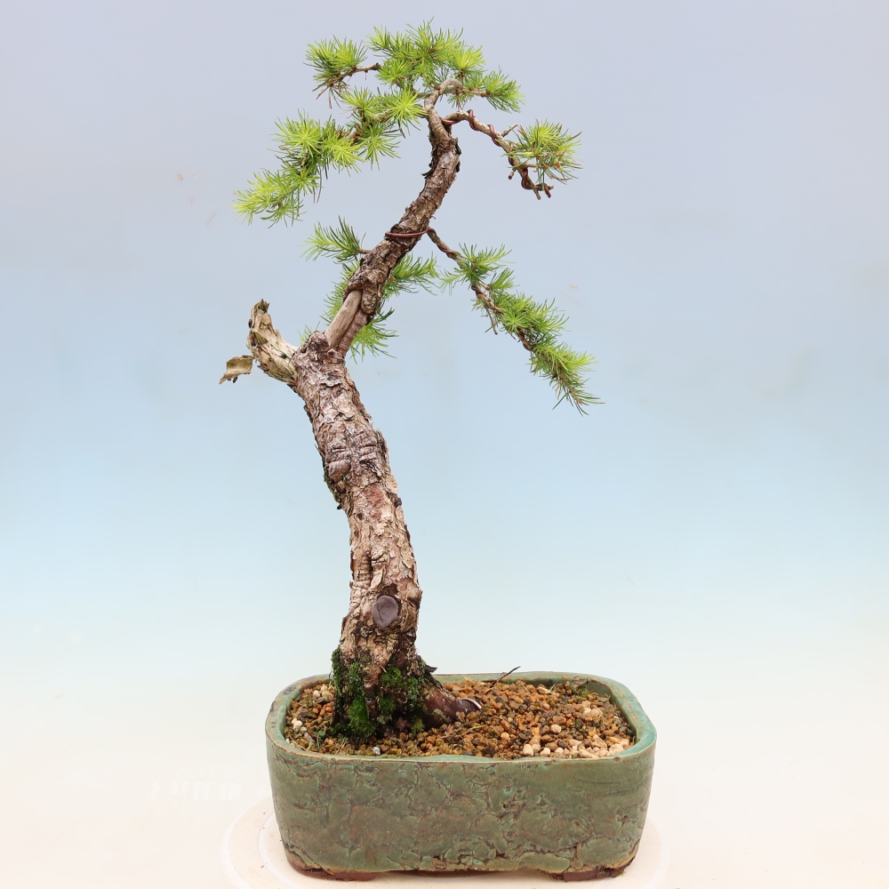 Bonsai voor buiten -Larix decidua - Lariks