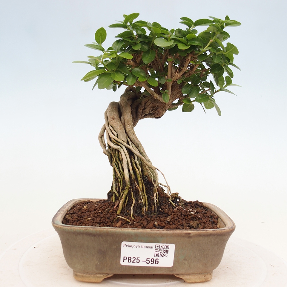Bonsai voor binnen - Premna serratifolia - Kozlovna malolista