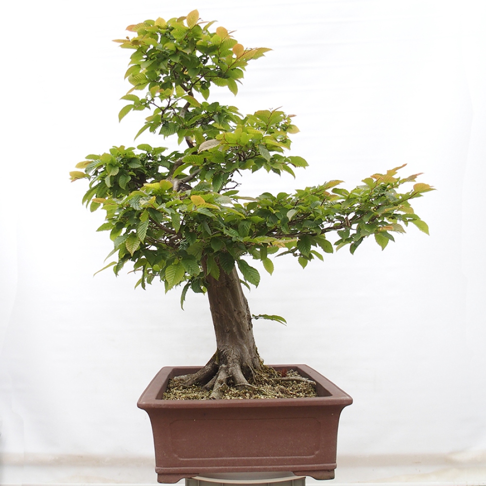 Bonsai voor buiten - Haagbeuk - Carpinus betulus