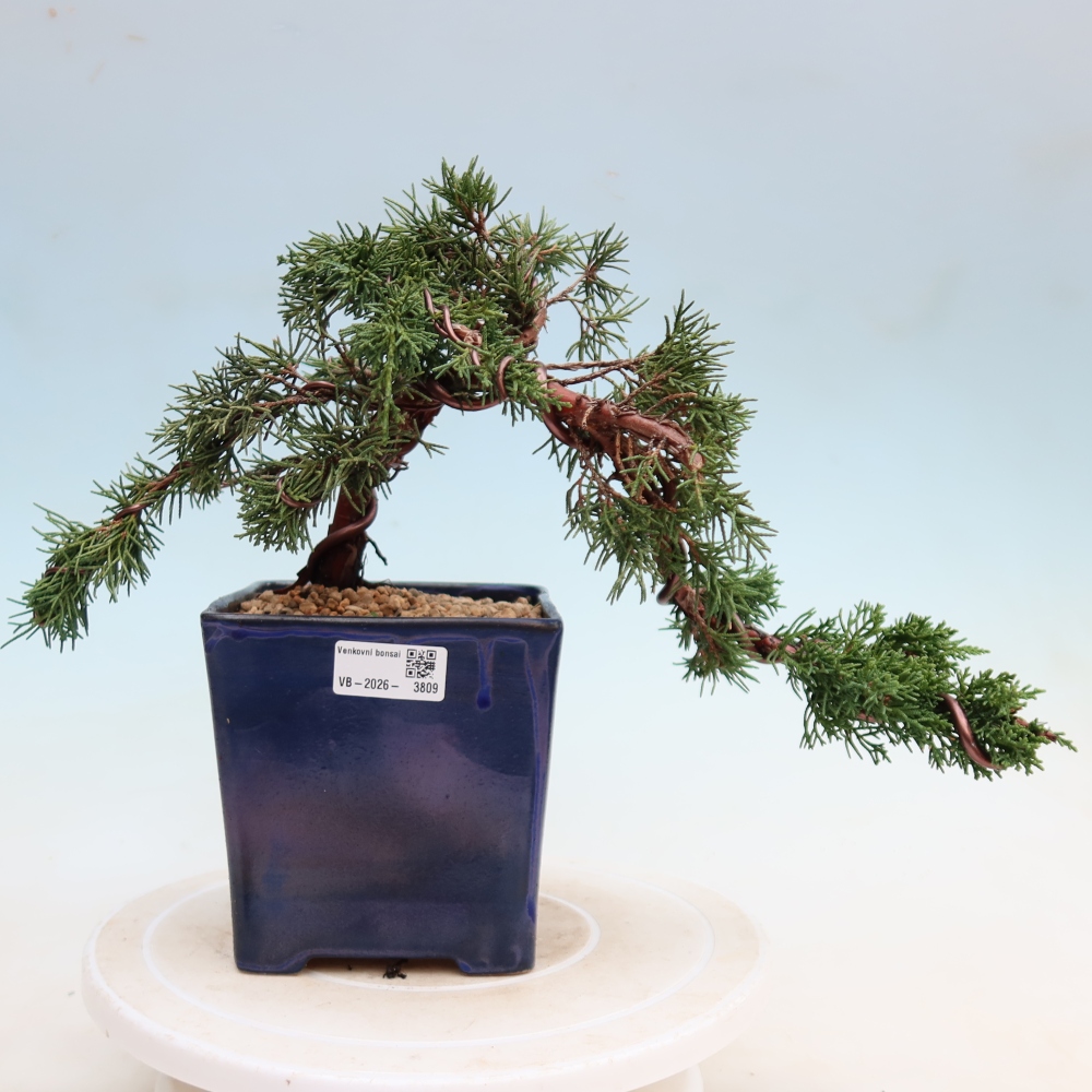 Bonsai voor buiten - Juniperus chinensis Kishu