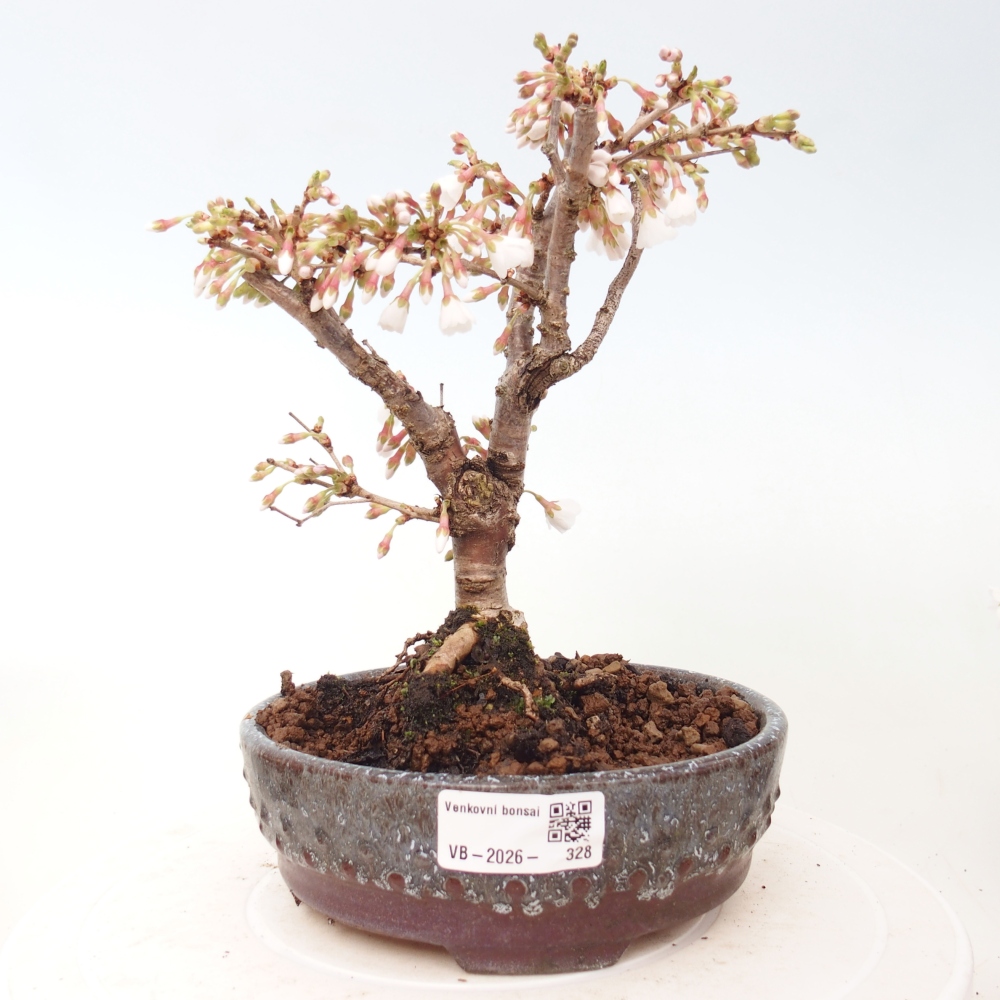 Bonsai voor buiten - Prunus incisa Kojou-no mai-Plivon uitgesneden