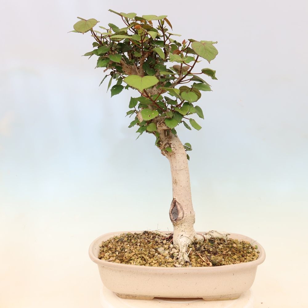 Bonsai voor binnen - Hibiscus tiliaceus - Zee Hibiscus