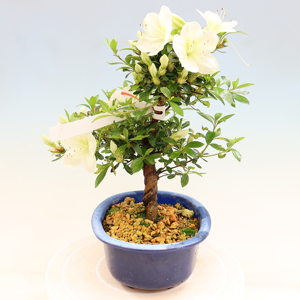 Bonsai voor buiten - Japanse azalea - Azalea Asahi-no-izumi