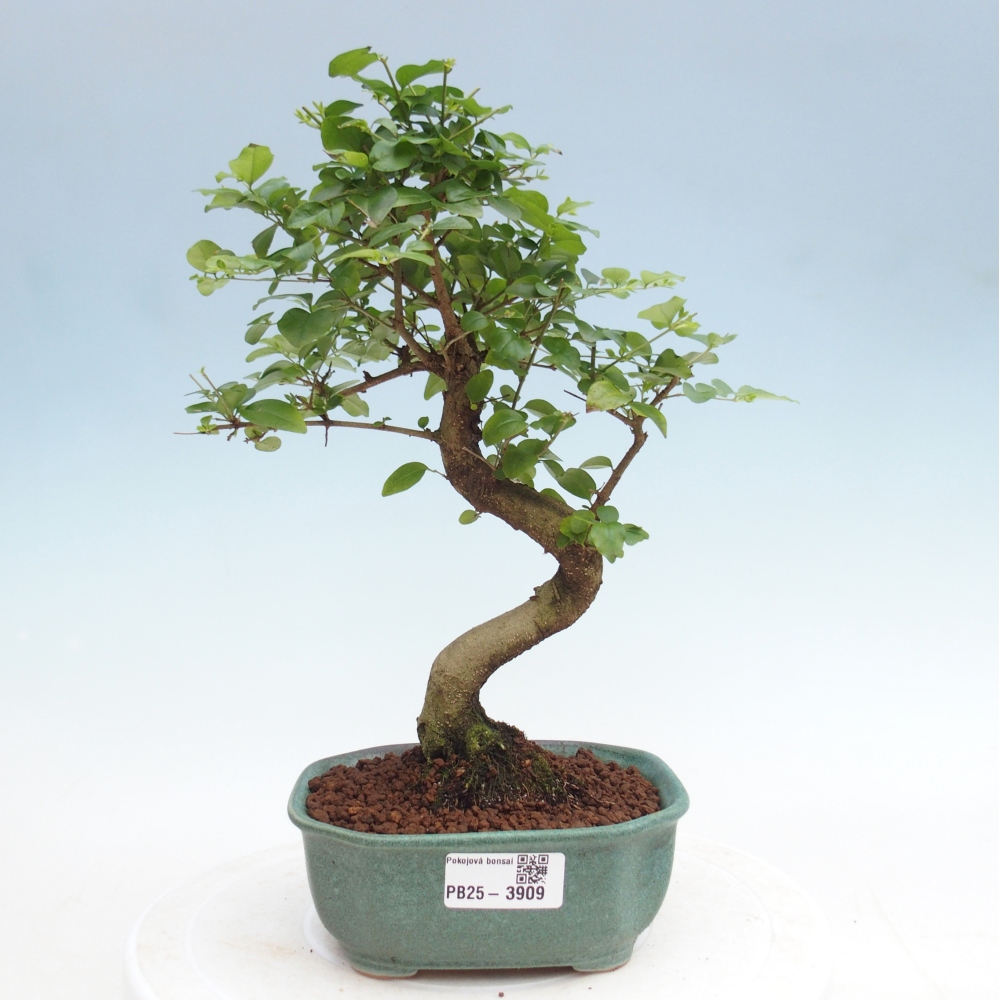 Kamerbonsai -Ligustrum chinensis - Vogelsnavel