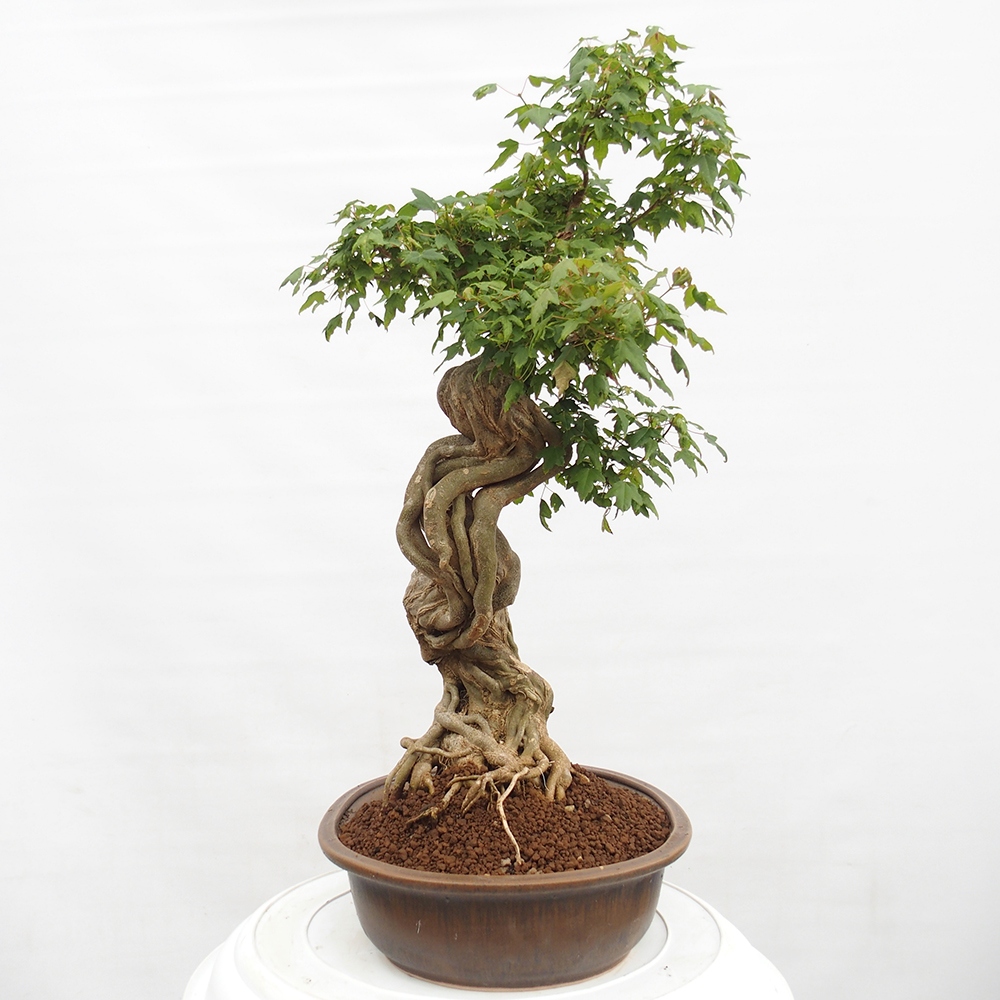 Bonsai voor buiten - Acer Buergerianum - Burgeresdoorn