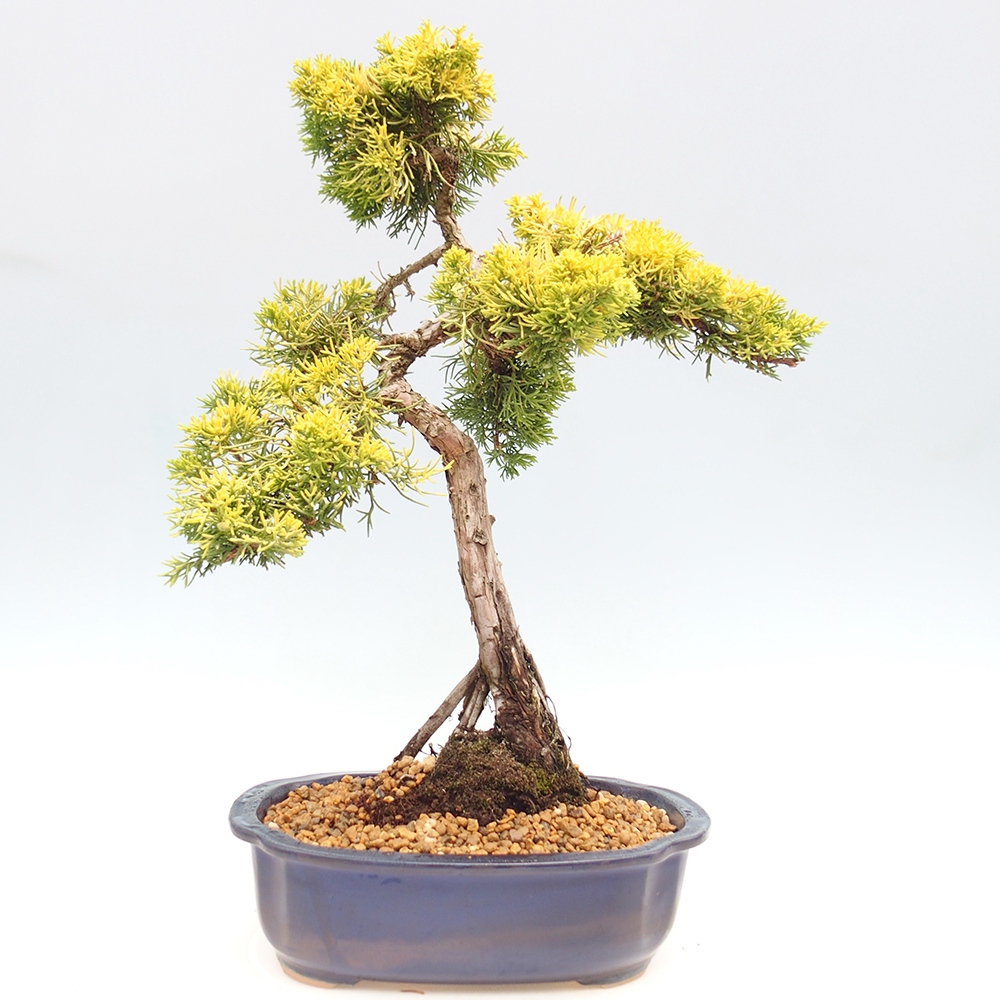 Bonsai voor buiten - Juniperus chinensis plumosa aurea