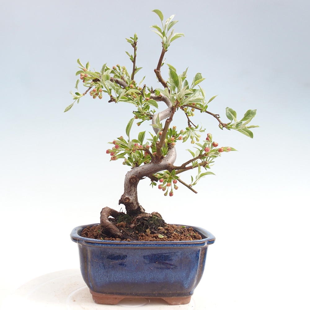 Bonsai voor buiten - Malus sargentii - Appelboom met kleine vruchten