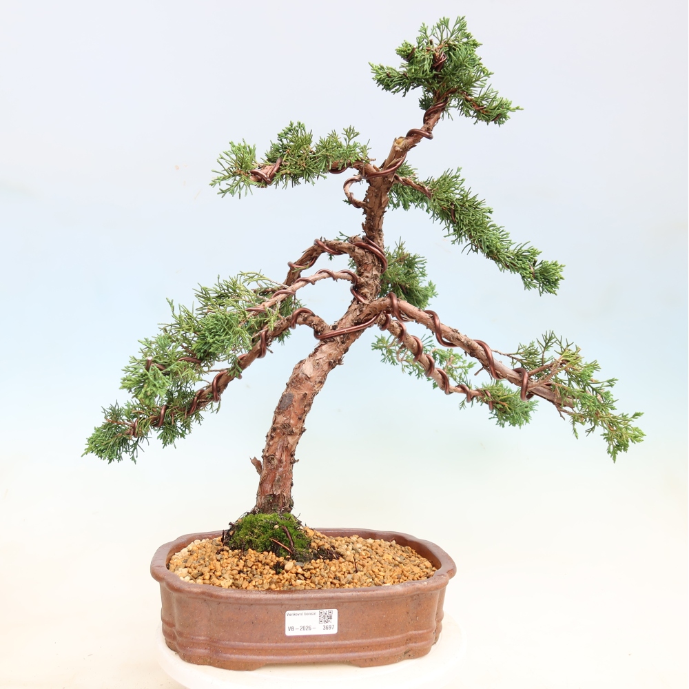 Bonsai voor buiten - Juniperus chinensis Kishu