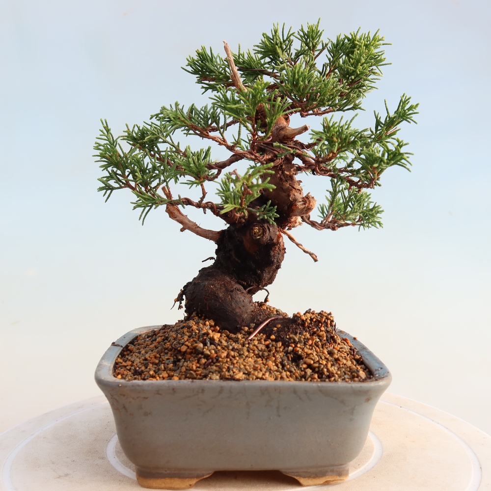 Bonsai voor buiten - Juniperus chinensis Itoigawa