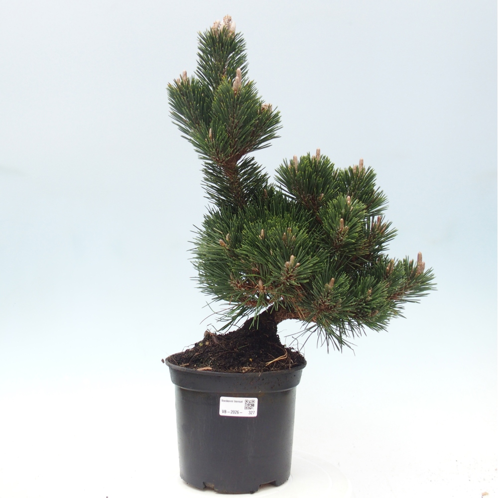 Bonsai voor buiten - Pinus thunbergii senjyumaru - Thunberg den