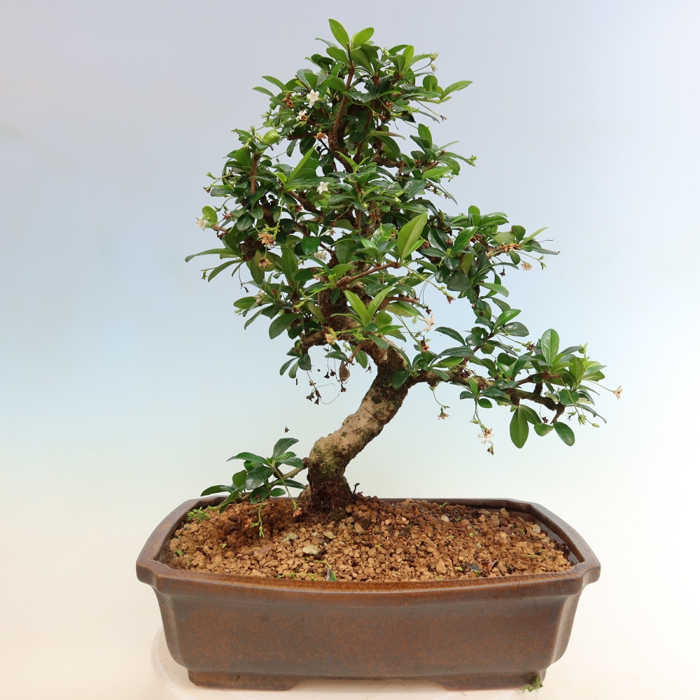 Kamerbonsai - Carmona macrophylla - Thee fuki