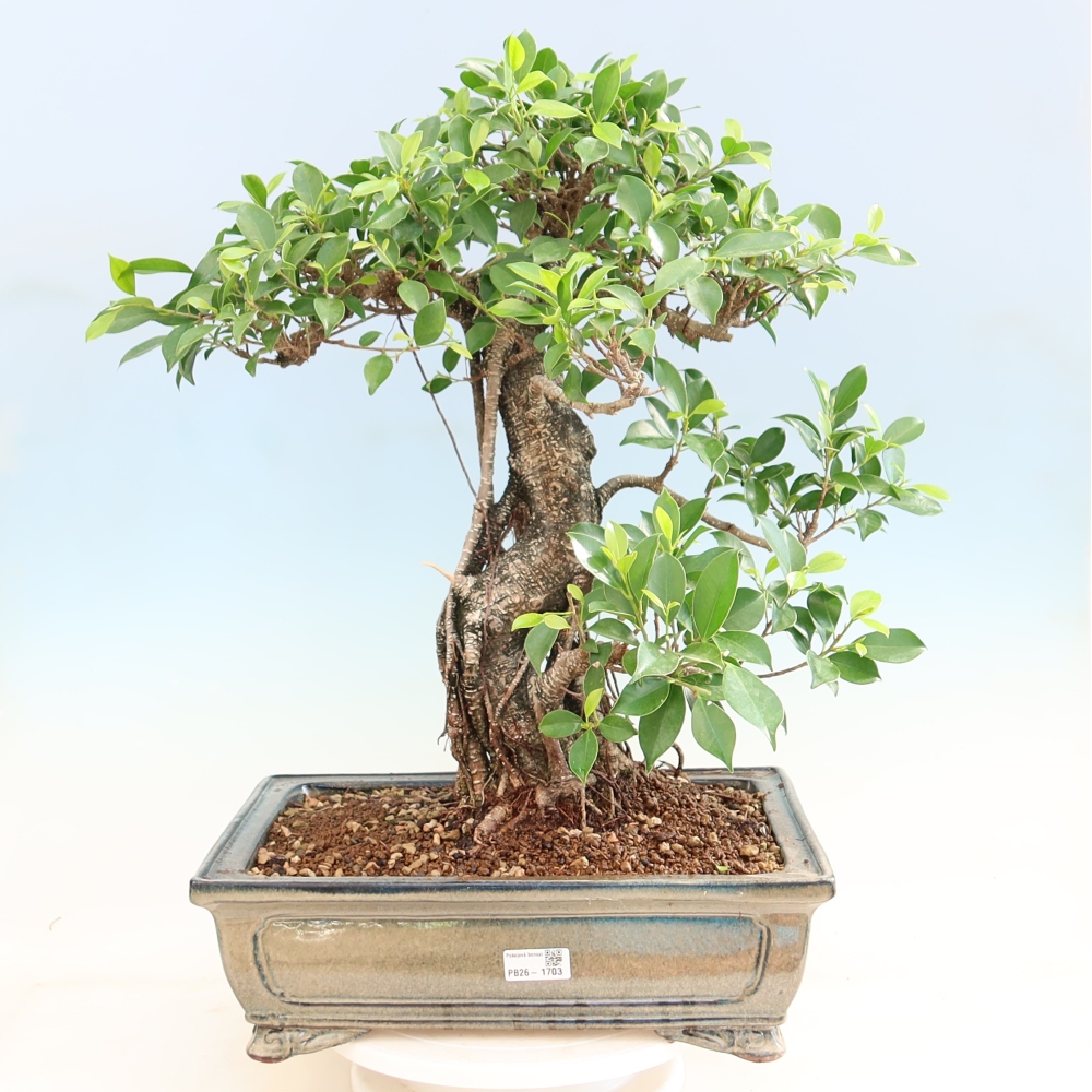 Kamerbonsai - Ficus kimmen - kleinbladige ficus