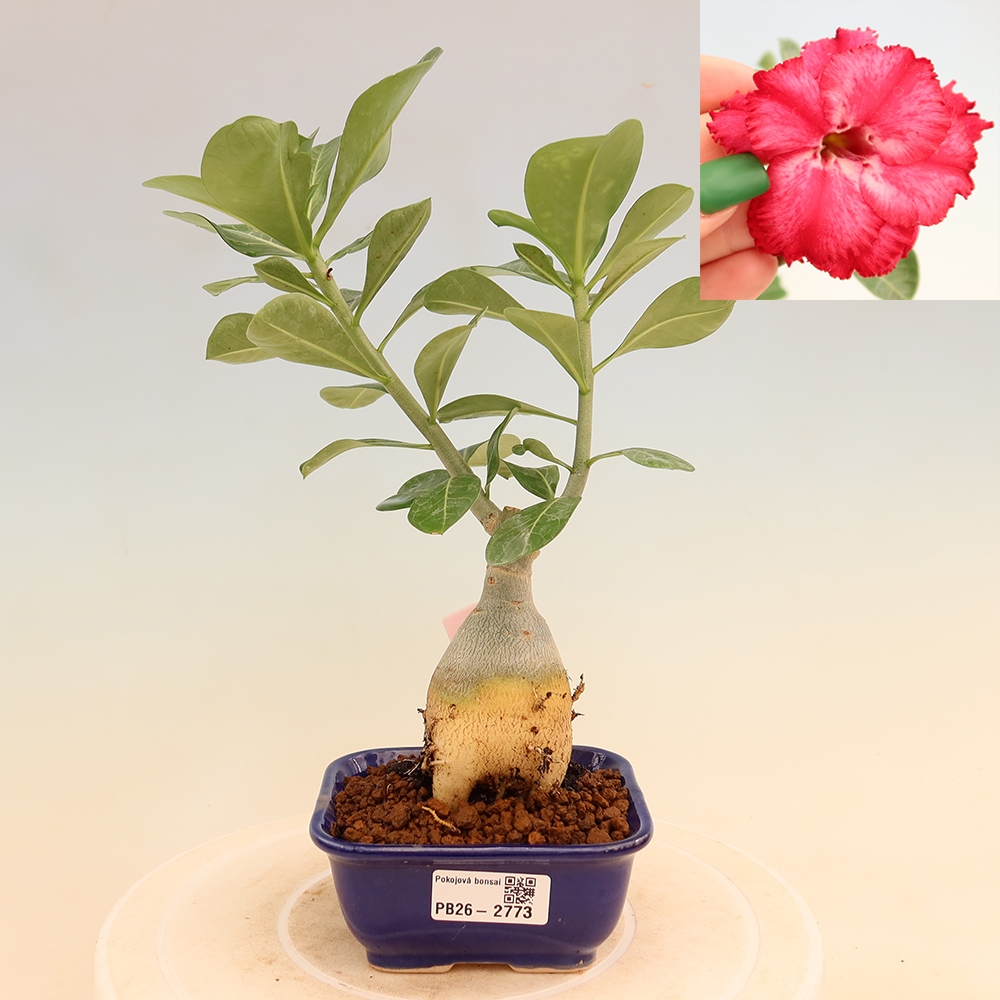 Kamerbonsai - Adenium obesum, geënt V.F.S.326  - Woestijnroos