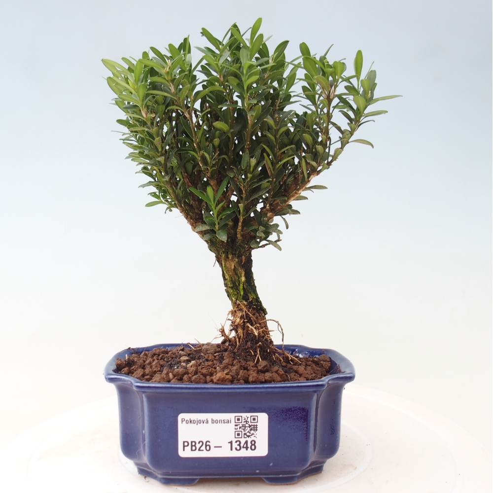 Kamerbonsai - Buxus harlandii - kurk buxus