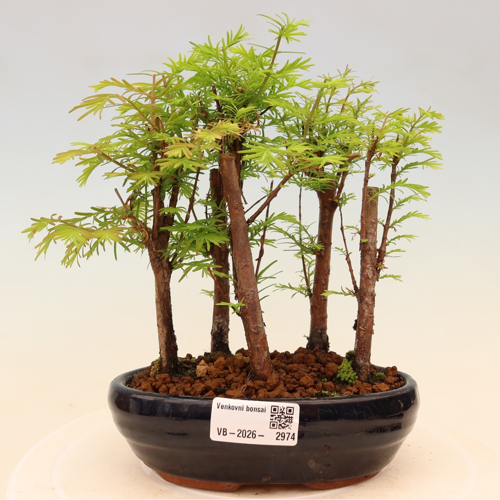Buitenbonsai - Metasequoia glyptostroboides - Chinese metasequoia - bosje