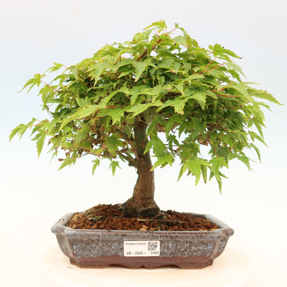 Acer palmatum KIOHIME - Palmeta-esdoorn