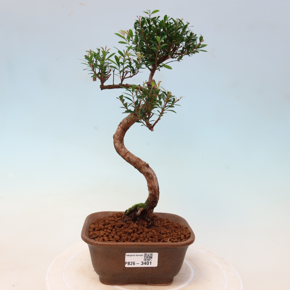 Kamerbonsai - Syzygium - Pimento