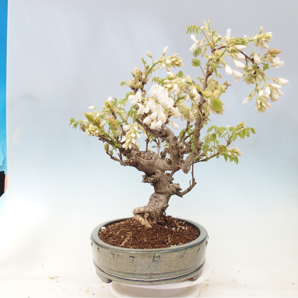 Bonsai voor buiten - Vistaria - Wisteria
