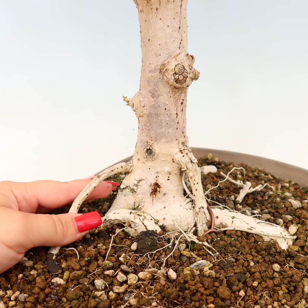 Bonsai voor binnen - Hibiscus tiliaceus - Zee Hibiscus