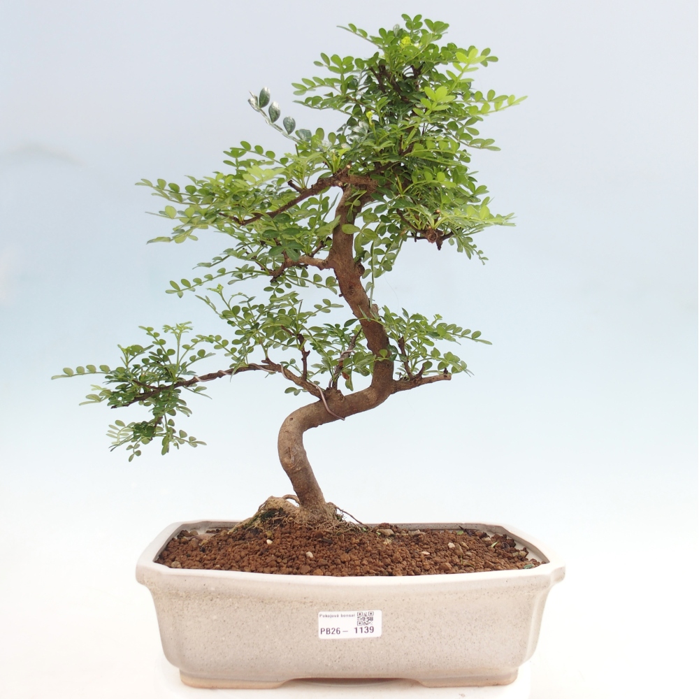 Kamerbonsai - Zantoxylum piperitum - peperboom