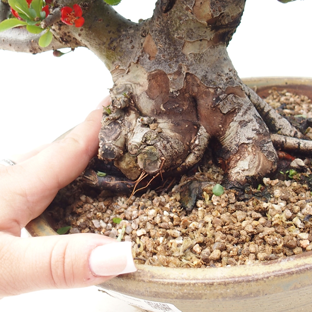 Bonsai voor buiten - Chaneomeles speciosa - Kweepeer