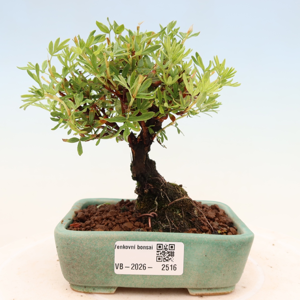 Bonsai voor buiten - Potentila fruticosa