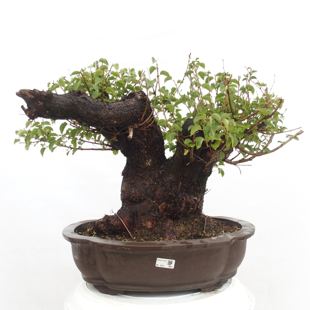 Bonsai voor buiten - Mahalebka - Prunus mahaleb