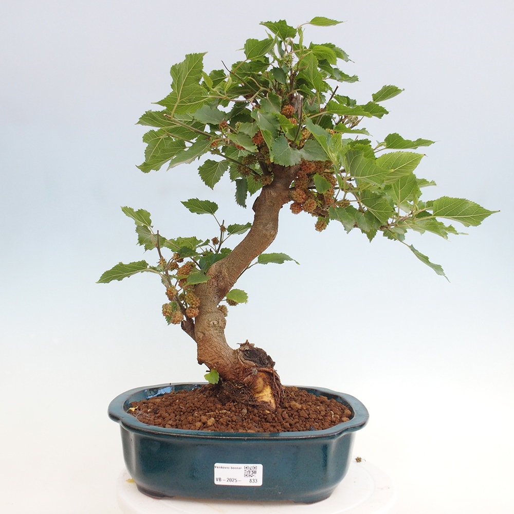 Bonsai voor buiten -Morus alba - moerbei