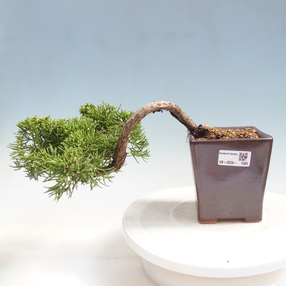 Bonsai voor buiten - Juniperus chinensis Kishu