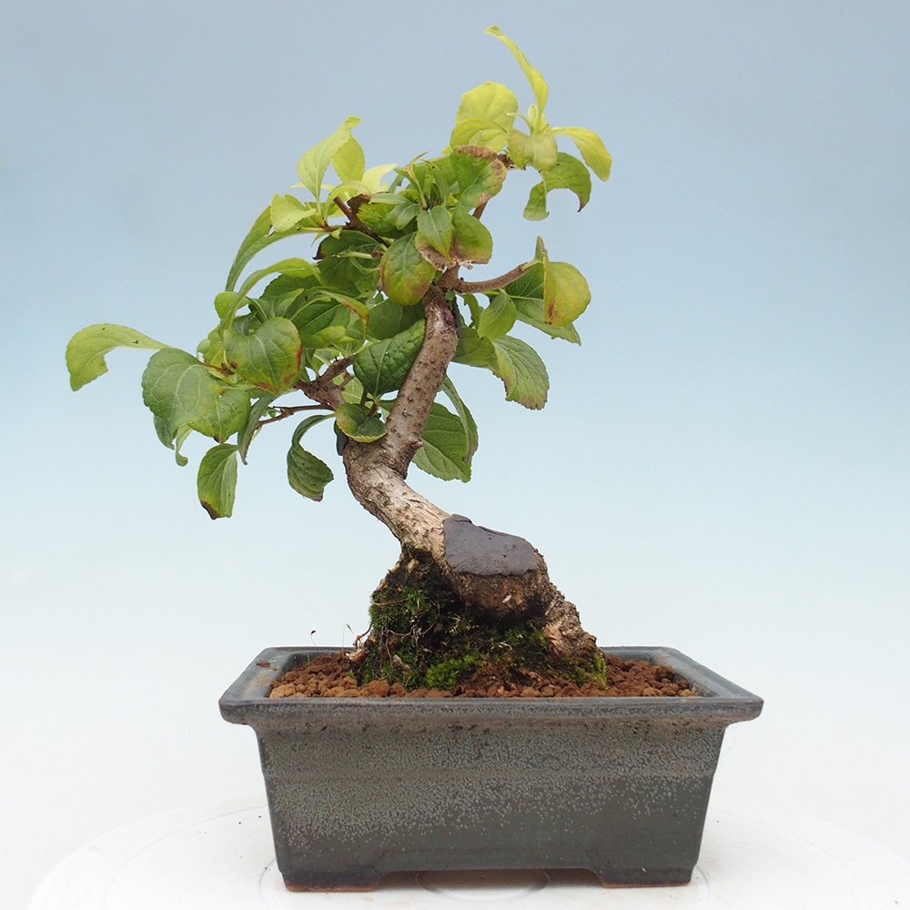 Bonsai voor buiten - Celastrus orbiculatus
