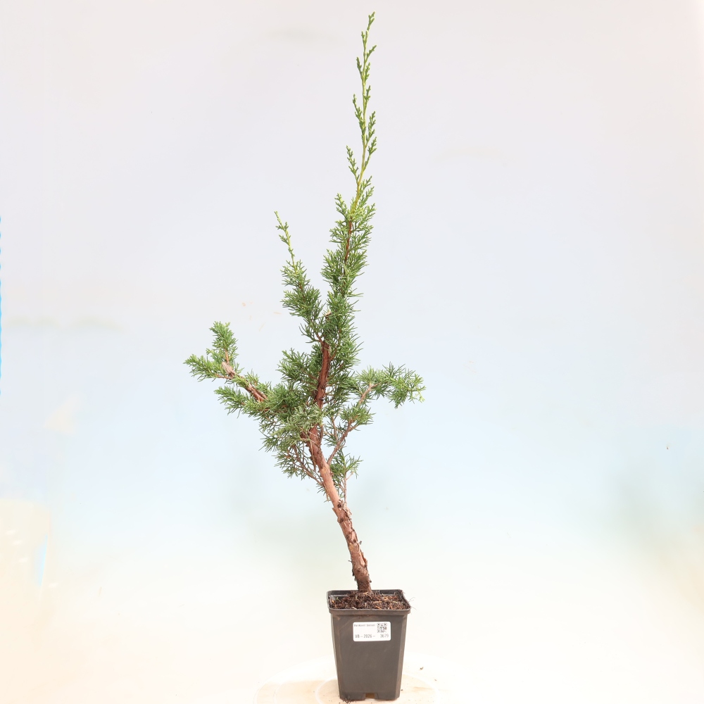 Bonsai voor buiten - Juniperus chinensis Kishu