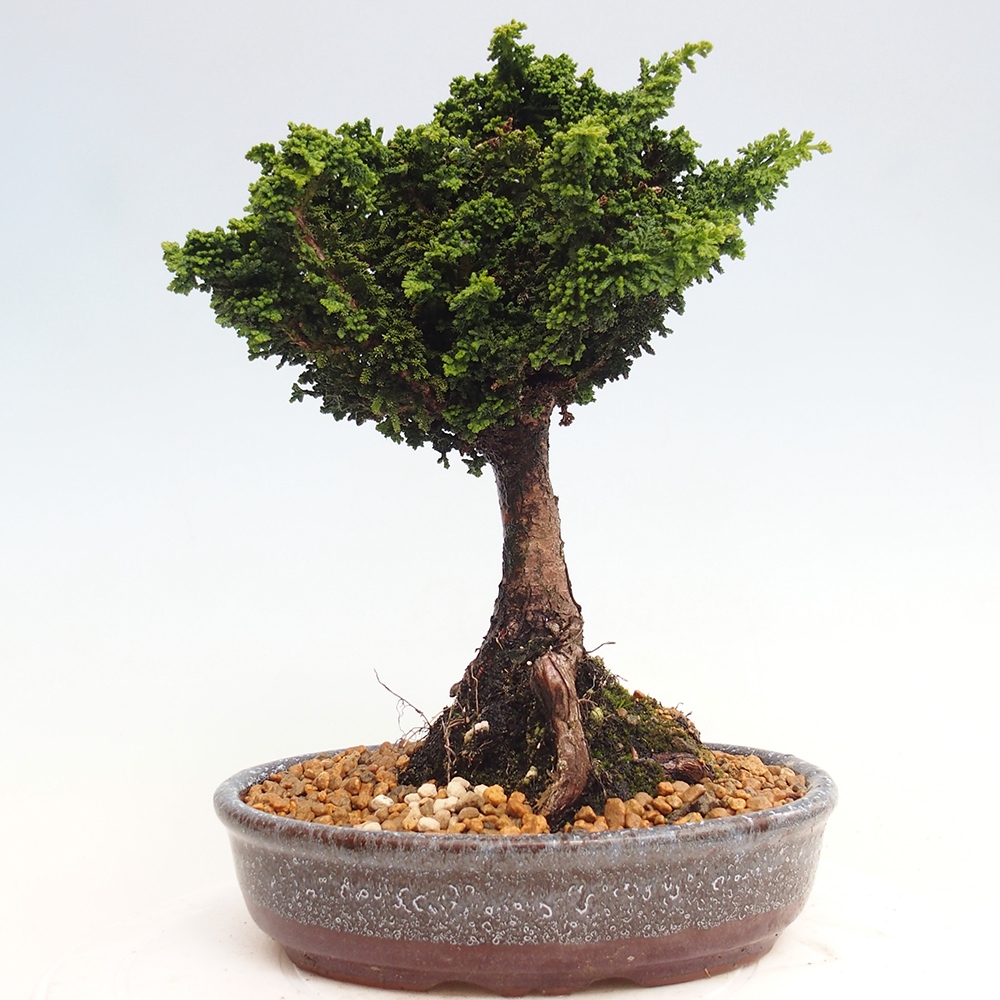 Bonsai voor buiten - Cham. obtusa SEKKA HINOKI - Cipres