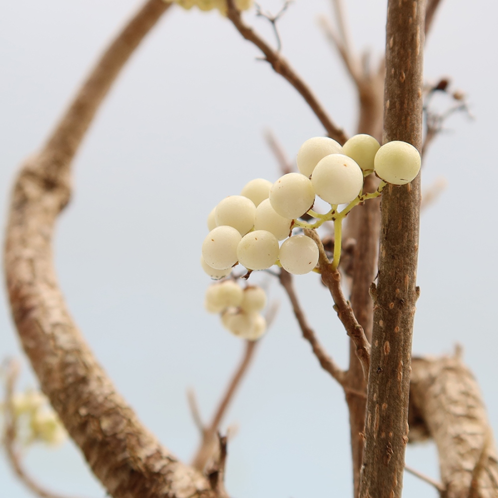Buitenbonsai -  Callicarpa bodinieri Snowqueen - Sneeuwbessenboom