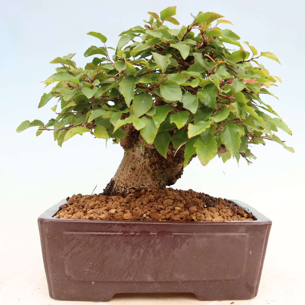 Bonsai voor buiten -Carpinus Coreana - Koreaanse haagbeuk