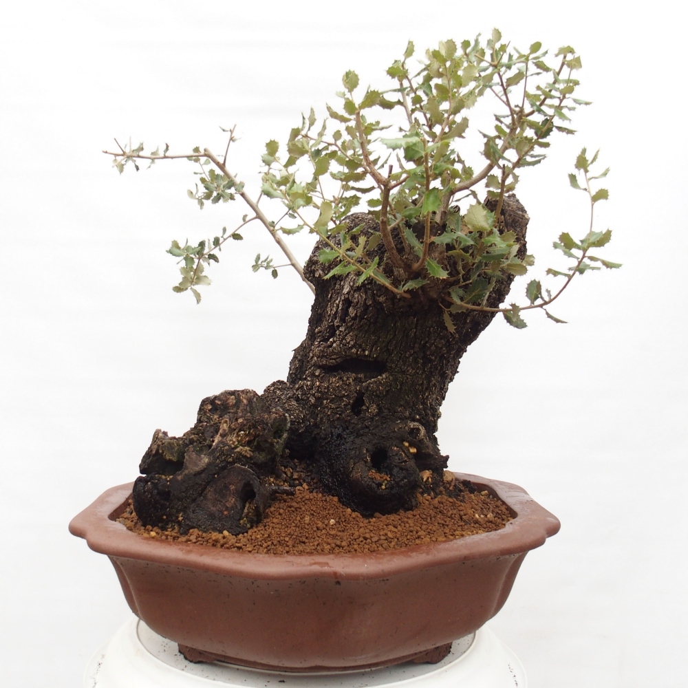 Yamadori - Quercus Ilex -Oakhulst