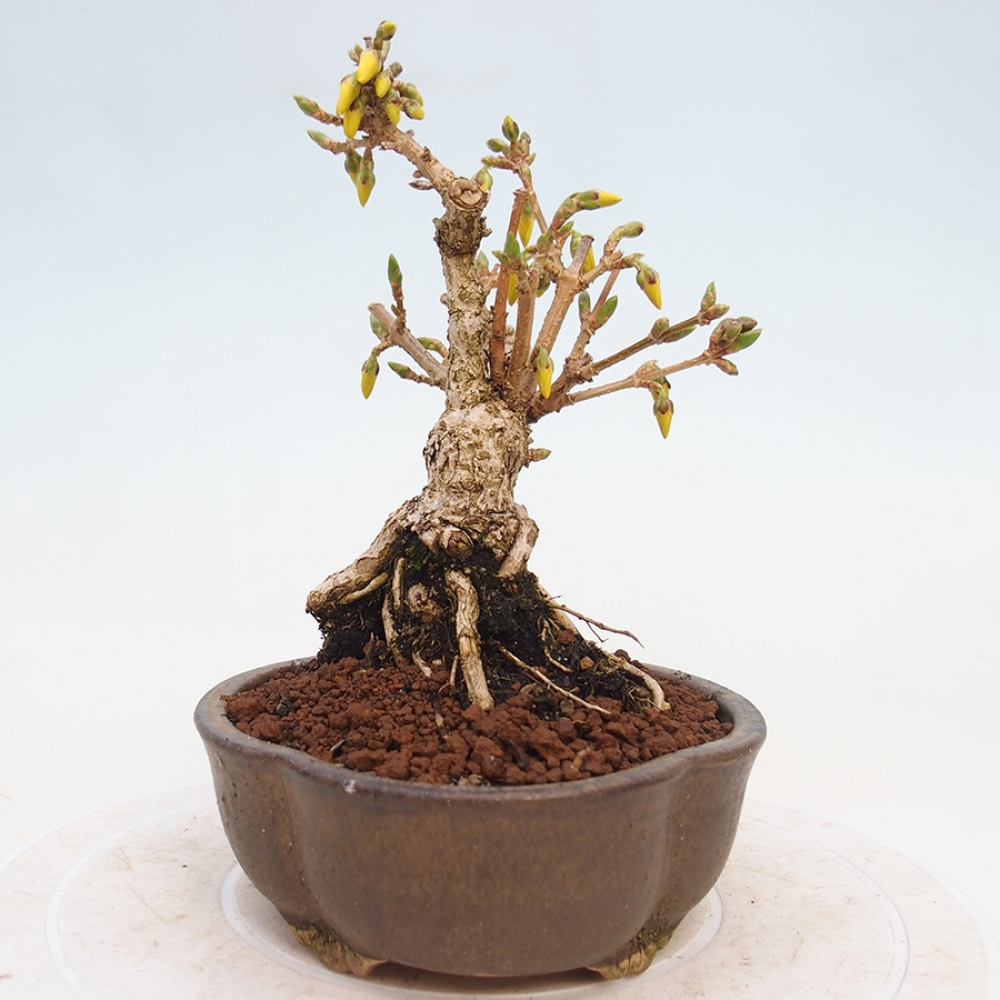 Bonsai voor buiten - Zlatice - Forsythia intermedia