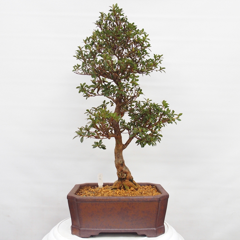 Bonsai voor buiten - Japanse Azalea - Azalea Hanatsuzuri