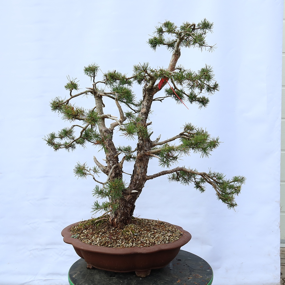 Pinus sylvestris Spanje - grove den