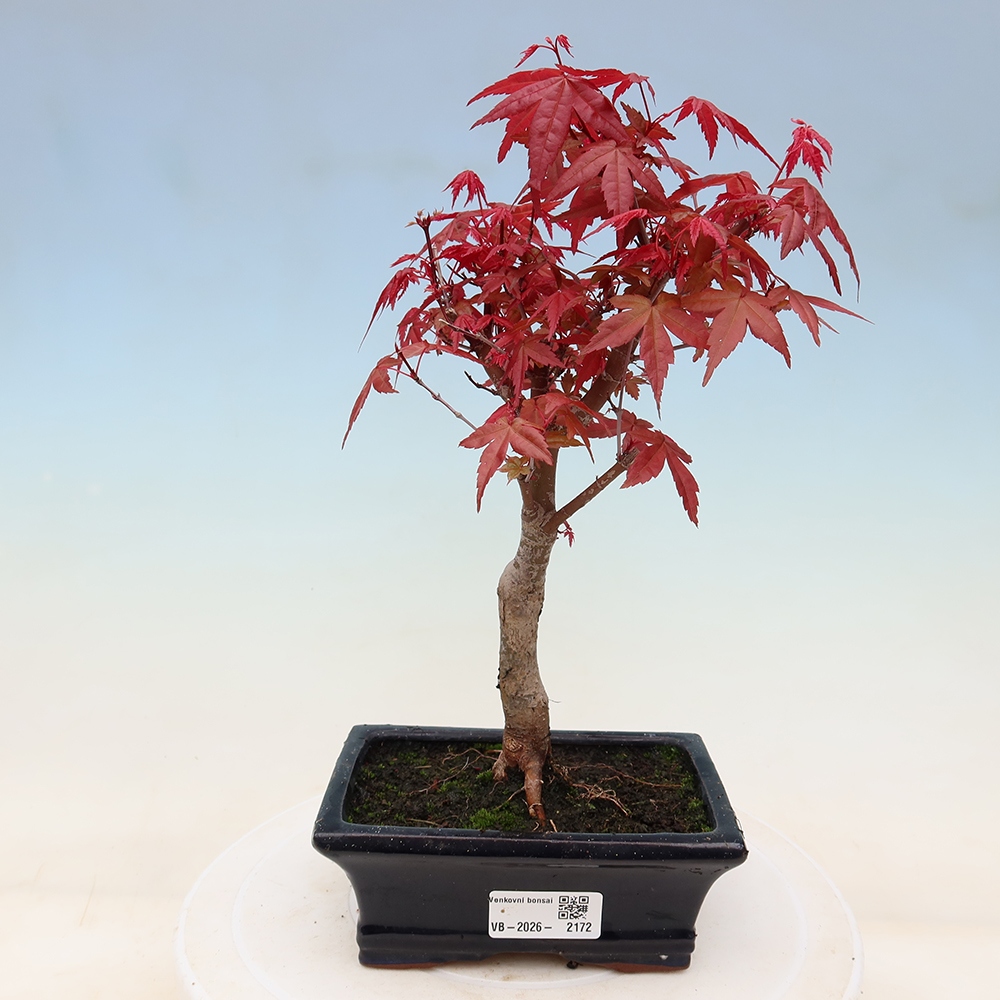 Bonsai voor buiten - Acer palmatum DESHOJO