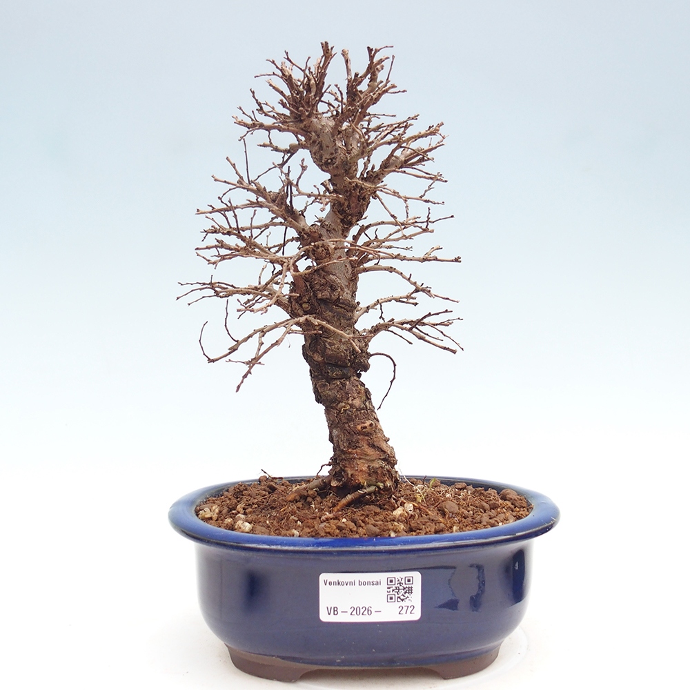 Bonsai voor buiten - Zelkova - Zelkova NIRE