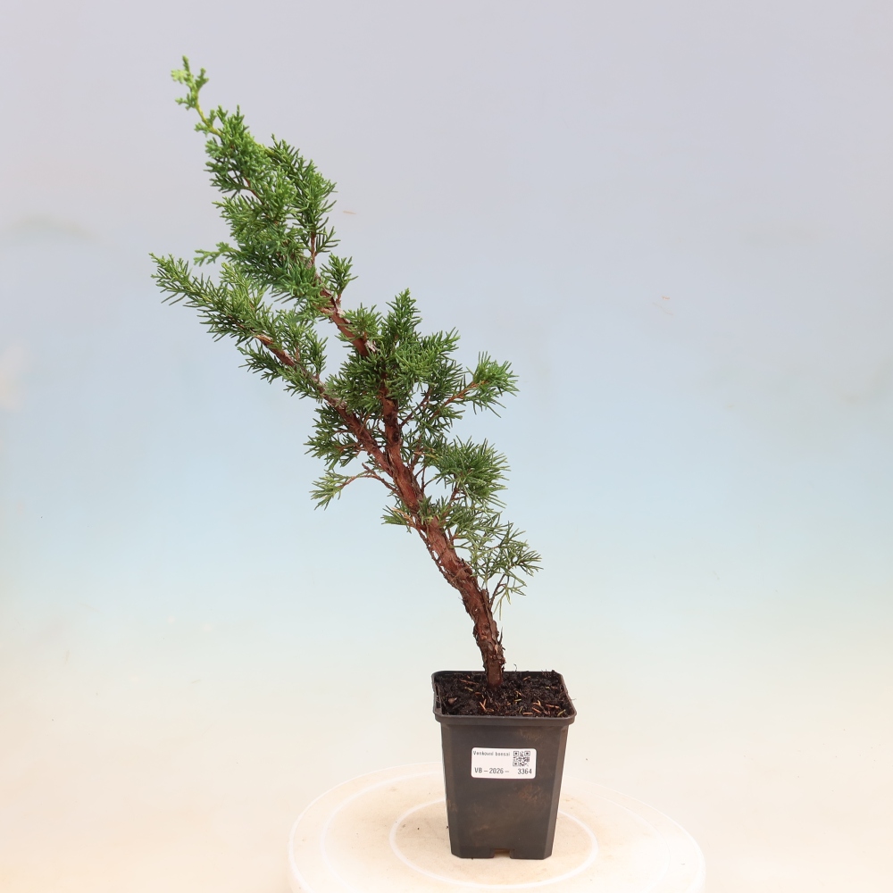 Bonsai voor buiten - Juniperus chinensis Kishu