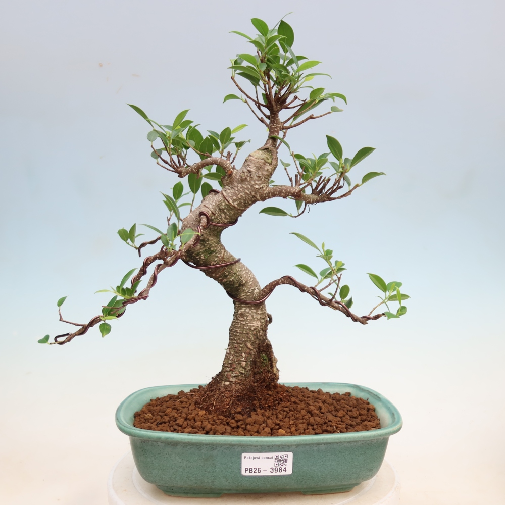Kamerbonsai - Ficus kimmen - kleinbladige ficus