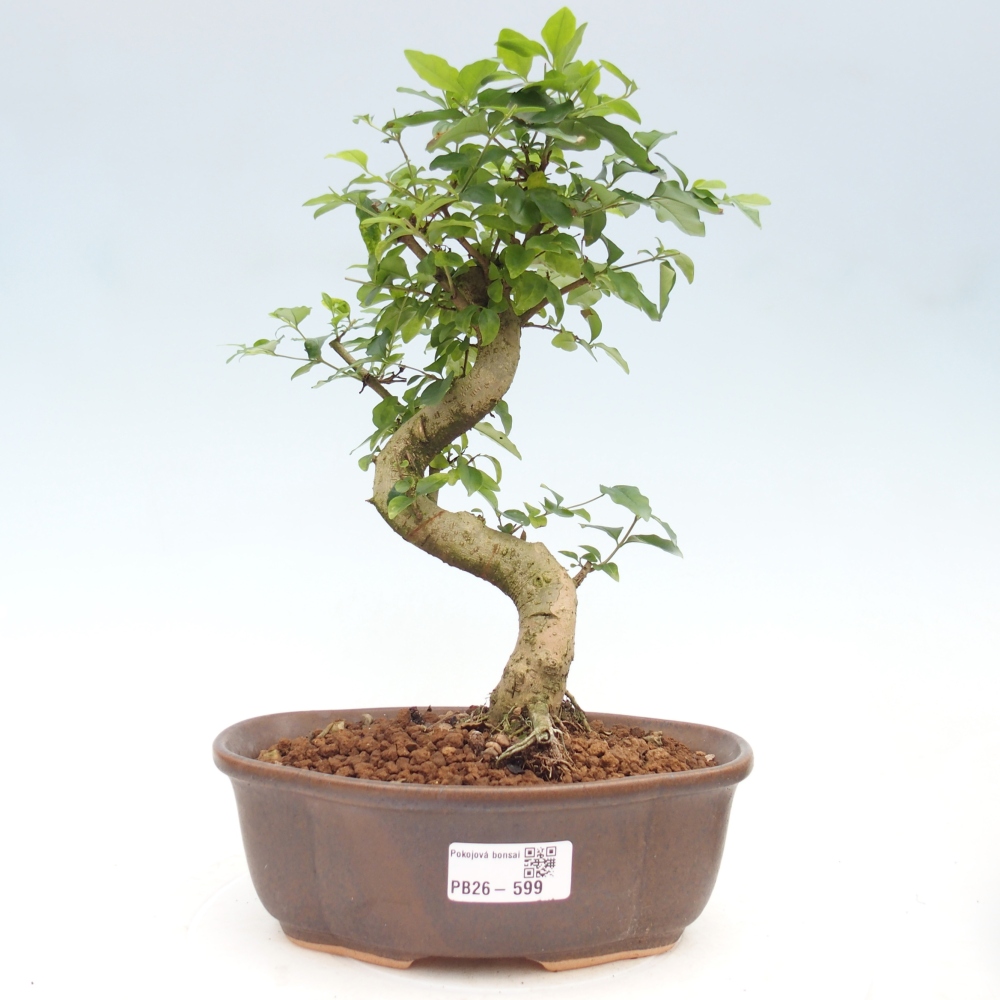 Kamerbonsai -Ligustrum chinensis - Vogelsnavel