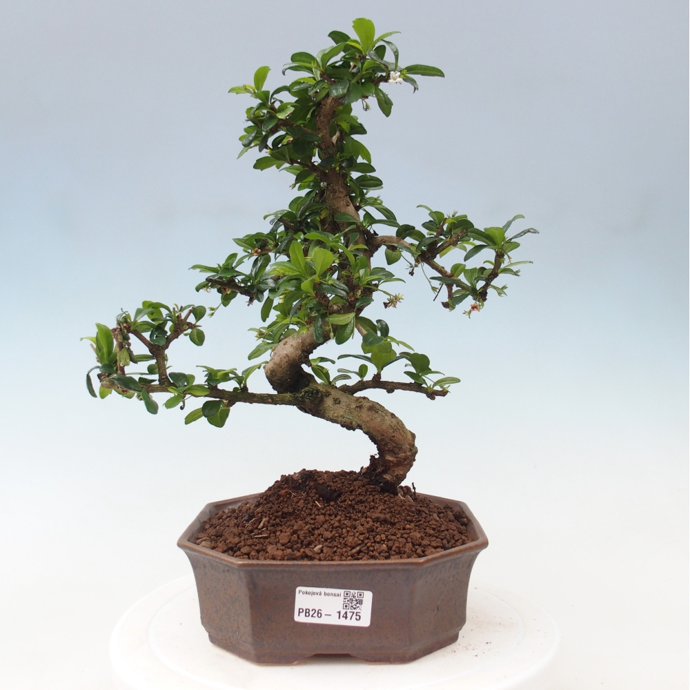 Kamerbonsai - Carmona macrophylla - Thee fuki