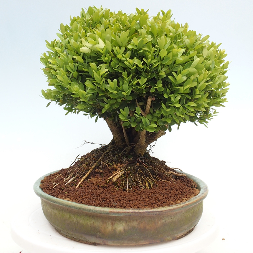 Bonsai voor buiten - Buxus sempervirens - buxus