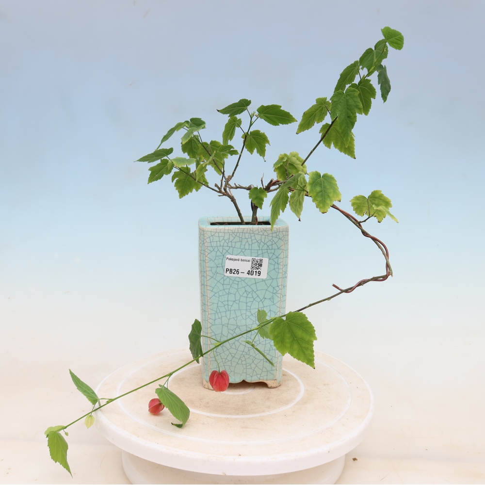 Bonsai voor binnen - Abutilon Big Bell - Cloudberry