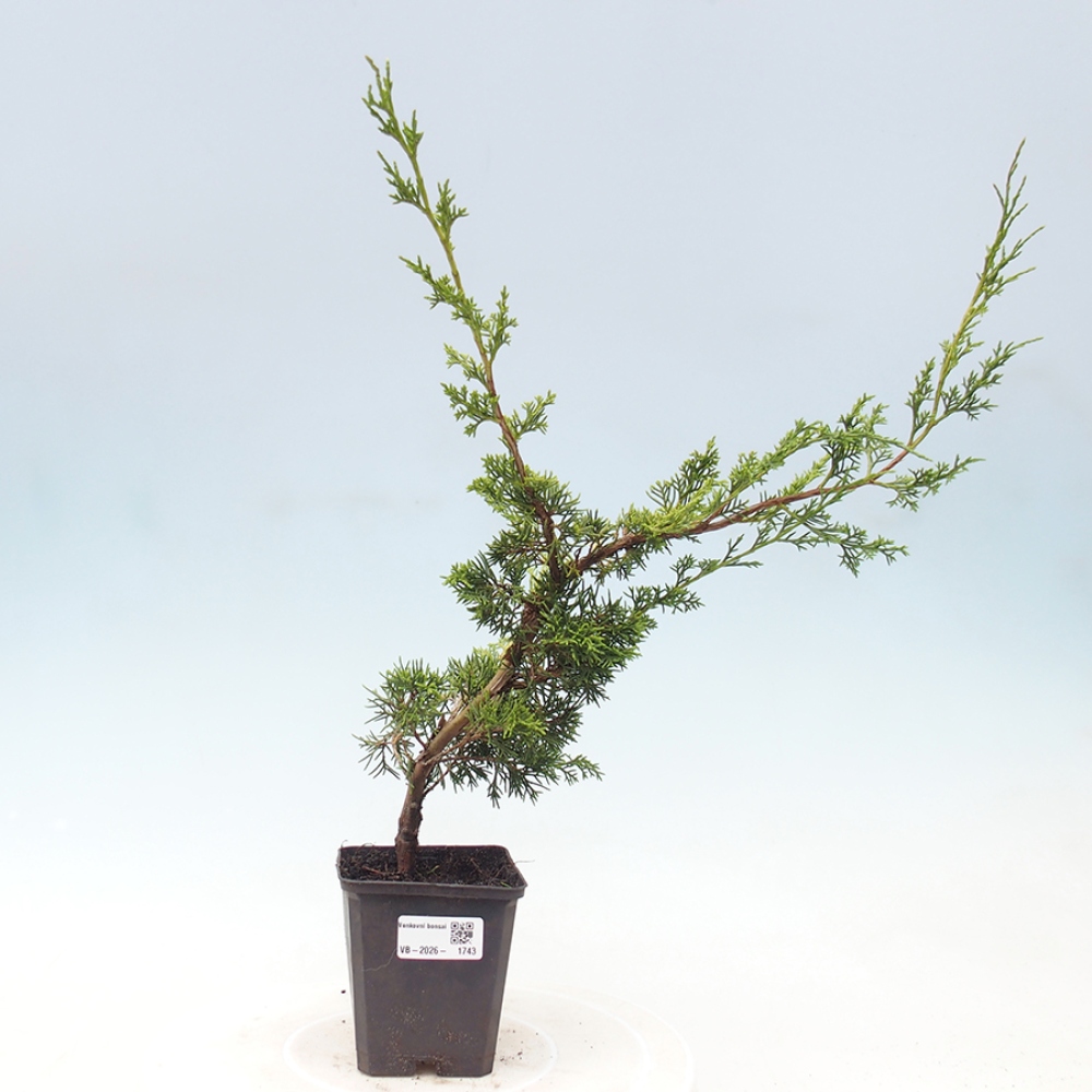 Bonsai voor buiten - Juniperus chinensis Itoigawa