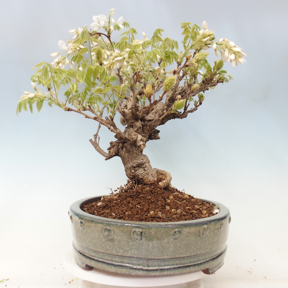 Bonsai voor buiten - Vistaria - Wisteria