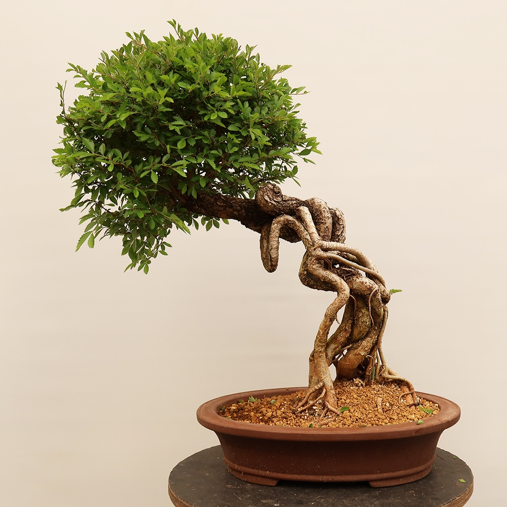 Bonsai voor buiten - Zelkova - Zelkova NIRE