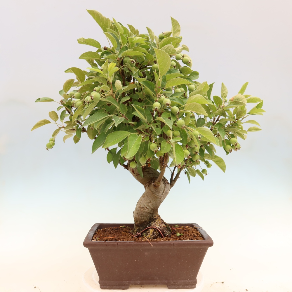 Bonsai voor buiten -Malus halliana - Appelboom met kleine vruchten